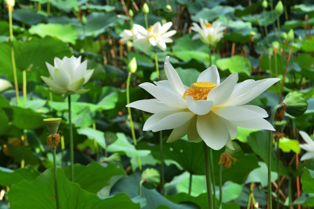 亚洲中文字幕在线乱妇