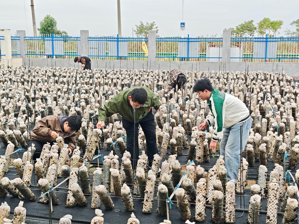 亚洲中文字幕在线乱妇